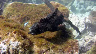 Marine Iguana swimming underwater.