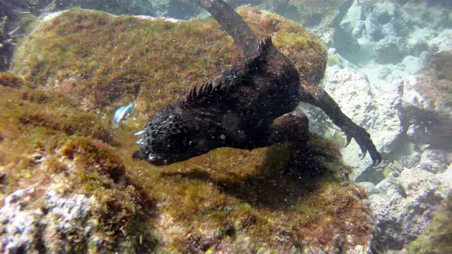 Marine Iguana swimming underwater.