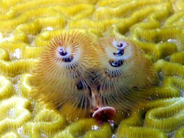Underwater photograph by Joel Bergsma