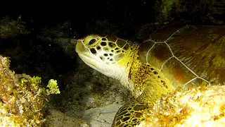 Underwater photograph by Joel Bergsma