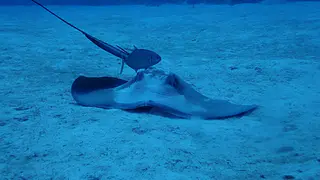 Southern Stingray with Symbiotic Jack