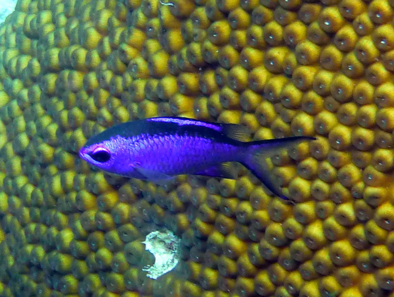 Blue Chromis, Bonaire, 2013