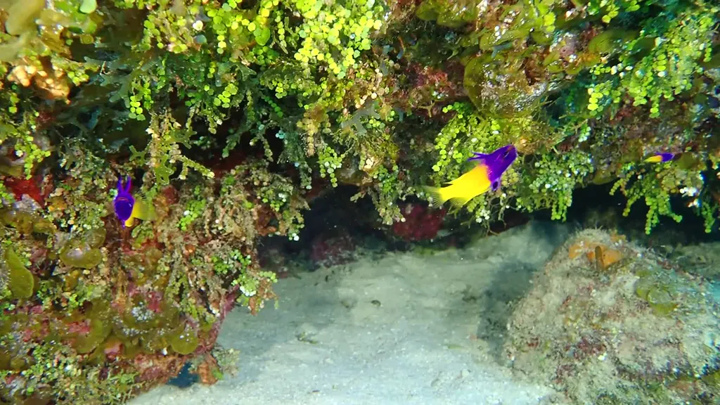 Fairy Basslet