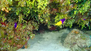 Fairy Basslet