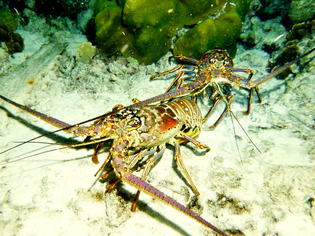 Underwater photograph by Joel Bergsma