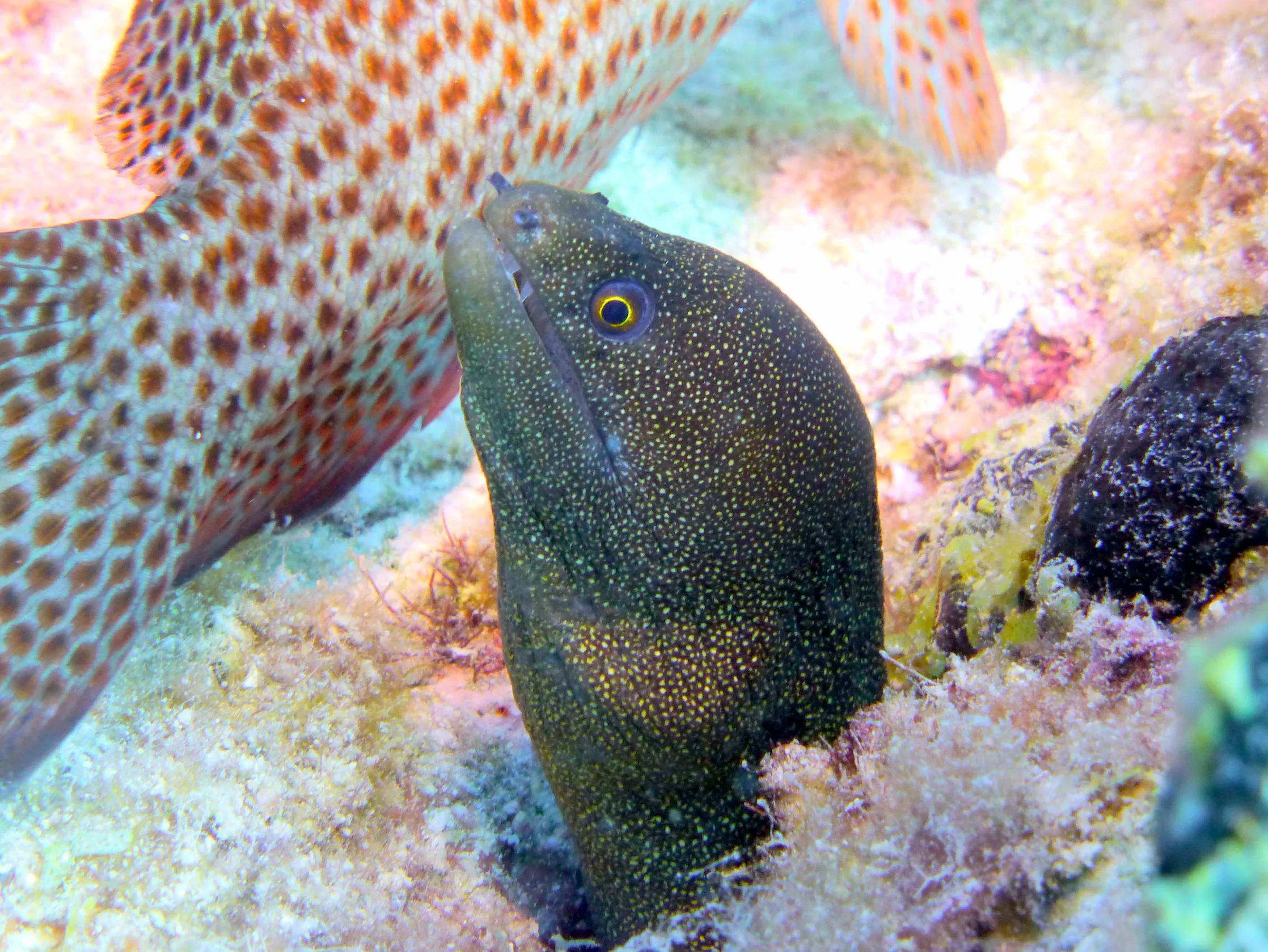 Goldentail Moray Eel, Bonaire, 2013