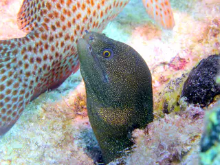 Underwater photograph by Joel Bergsma