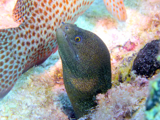 Underwater photograph by Joel Bergsma