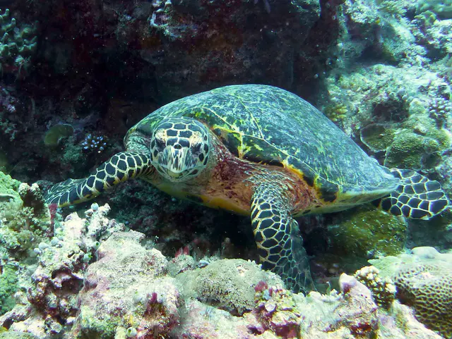 Underwater photograph by Joel Bergsma