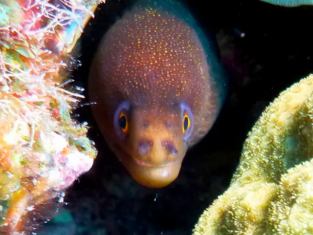 Underwater photograph by Joel Bergsma