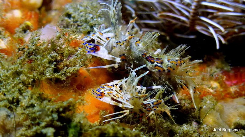 Underwater photograph by Joel Bergsma