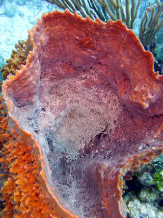 Underwater photograph by Joel Bergsma