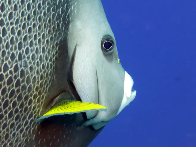 Underwater photograph by Joel Bergsma