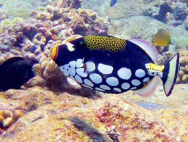 Clown Triggerfish.   See Gerald Allen, et al, Reef Fish Identification - Tropical Pacific (2003) at page 404.