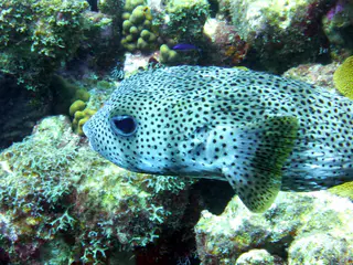 Underwater photograph by Joel Bergsma