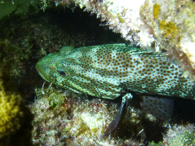 Underwater photograph by Joel Bergsma
