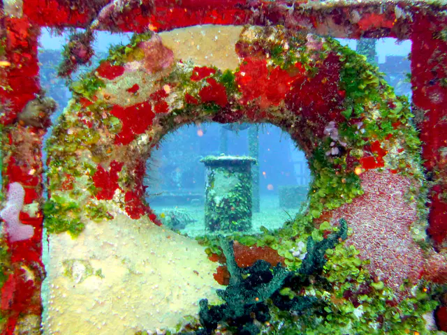Underwater photograph by Joel Bergsma
