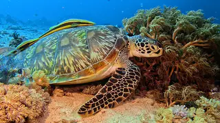 Underwater photograph by Joel Bergsma