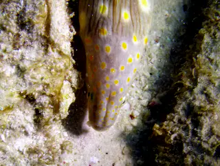 Underwater photograph by Joel Bergsma