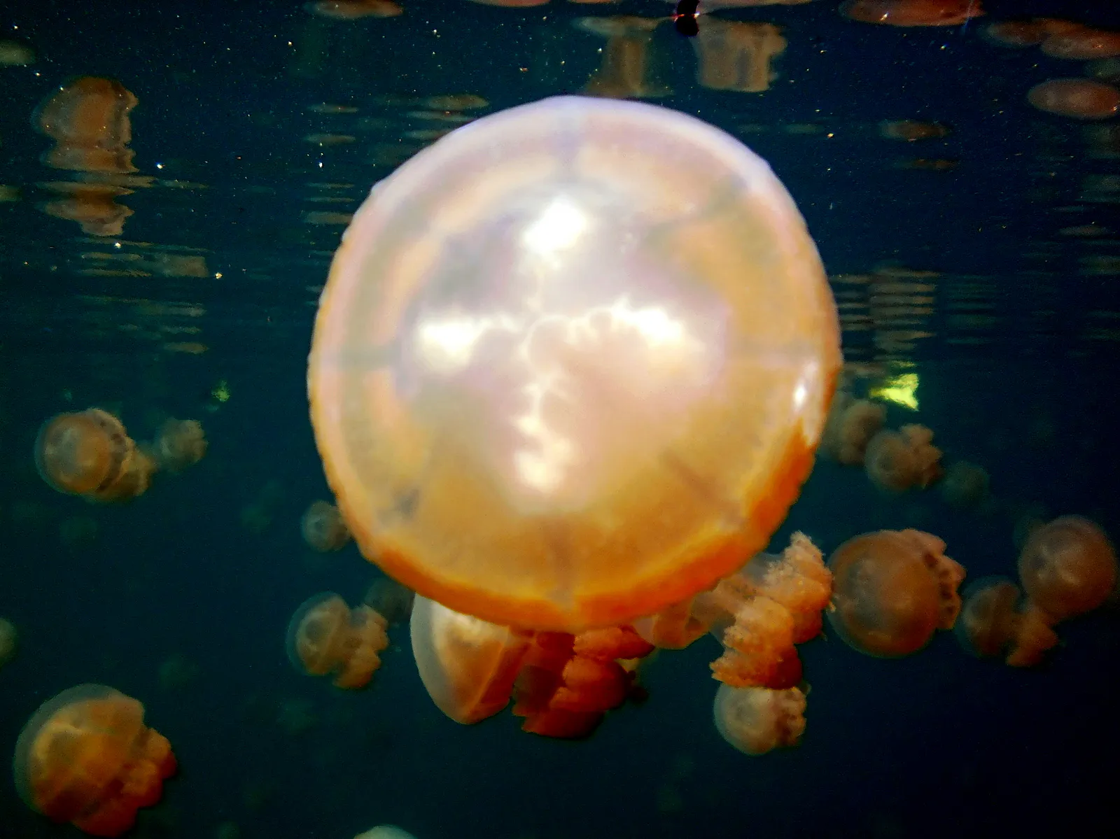 A beautiful Golden Jellyfish with a bell shaped dome.  Jellyfish Lake, Palau, 2011.   See Paul Humann, et al, Reeff Creature Identification (2010), page 17.