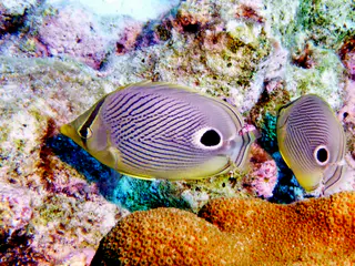 Underwater photograph by Joel Bergsma