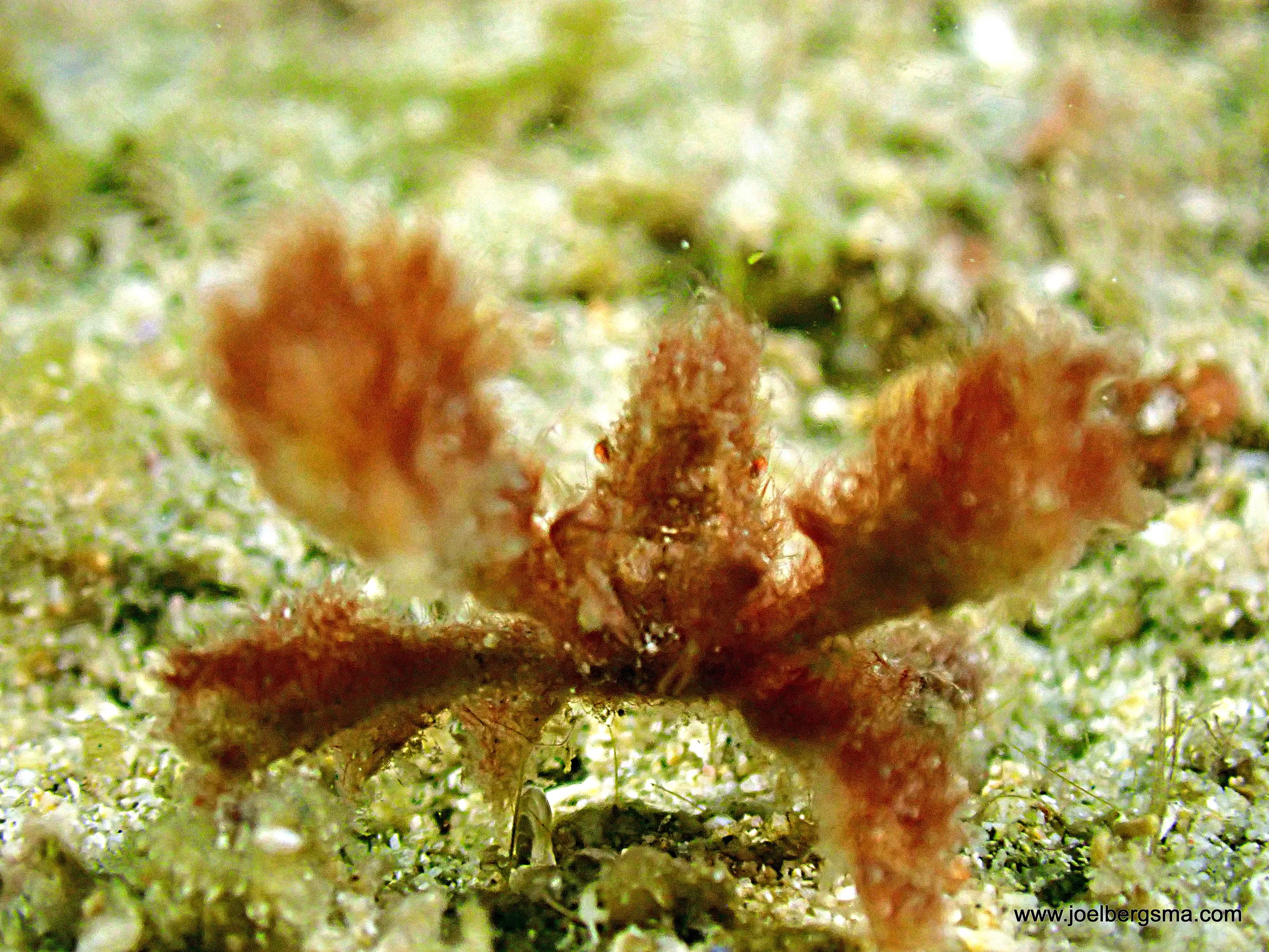 Philippines underwater photograph, 2022