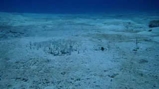 Yellowhead Jawfish