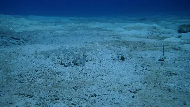 Yellowhead Jawfish
