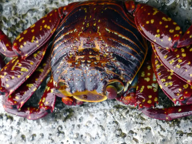 Close up. Sally LIghtfoot Crab.