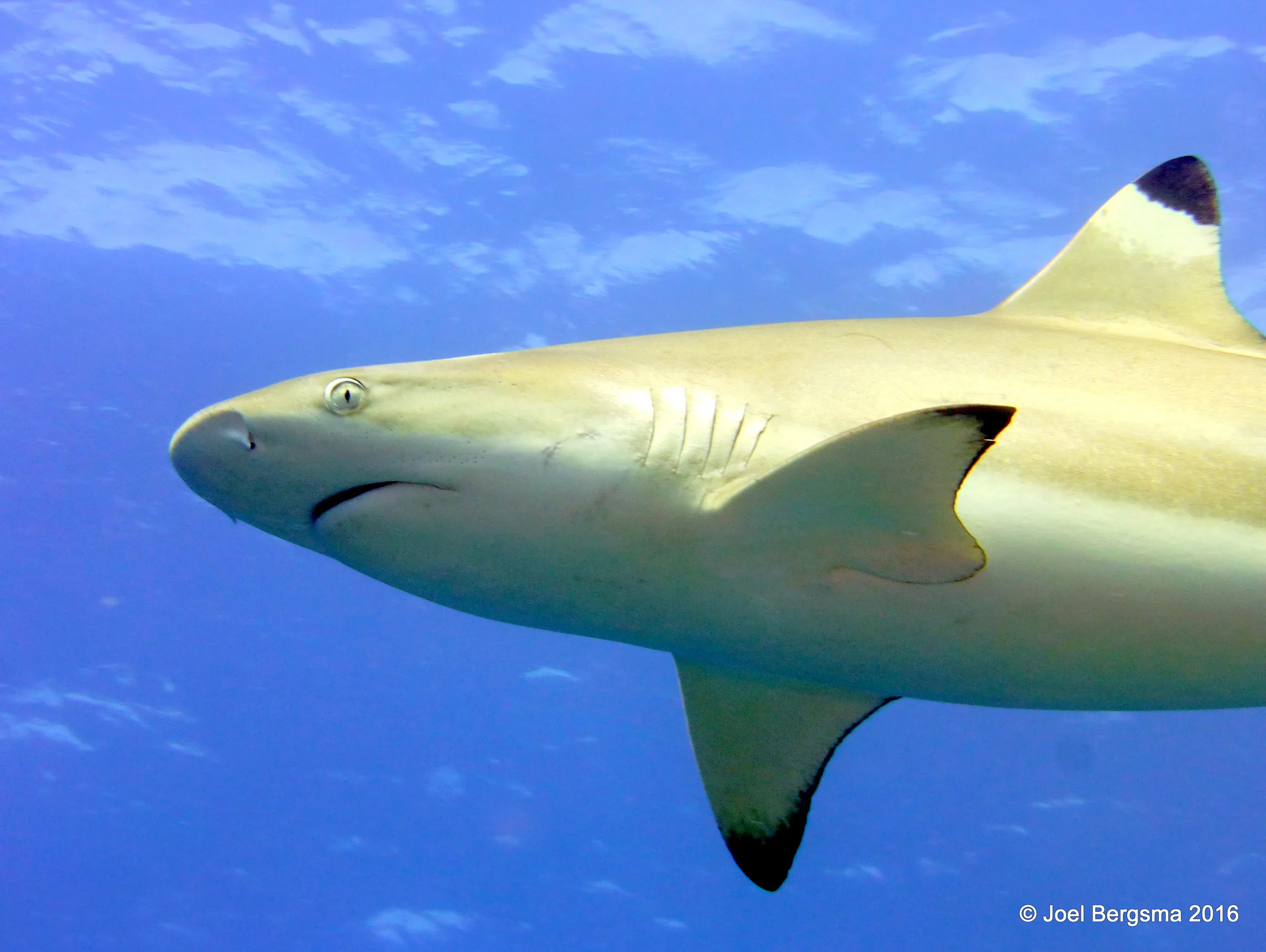 Blacktip Shark, Yap, 2016