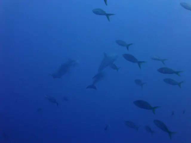 Underwater photograph by Joel Bergsma