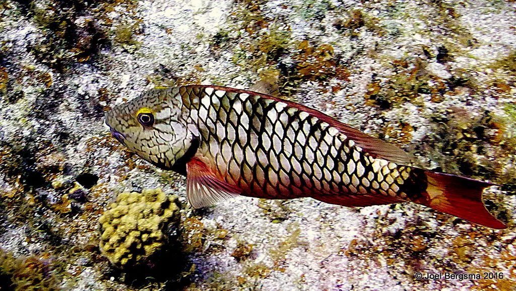 Underwater photograph by Joel Bergsma