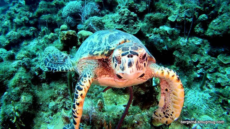 Cayman Islands underwater photograph, 2019