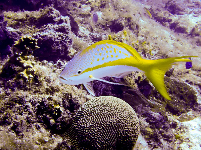 Yellowtail Snapper