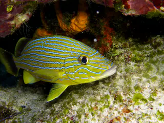 Underwater photograph by Joel Bergsma
