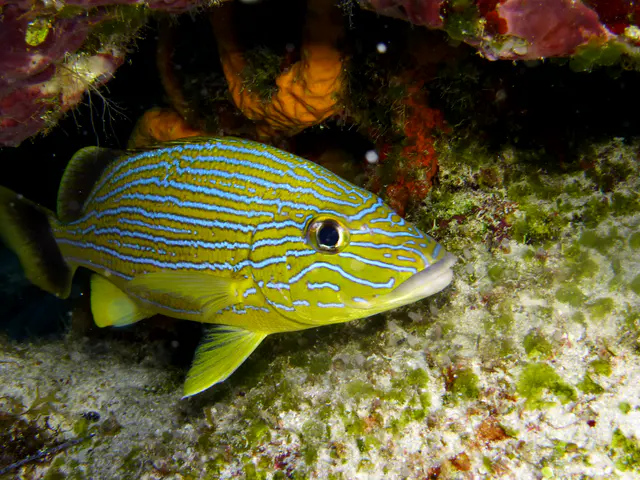 Underwater photograph by Joel Bergsma