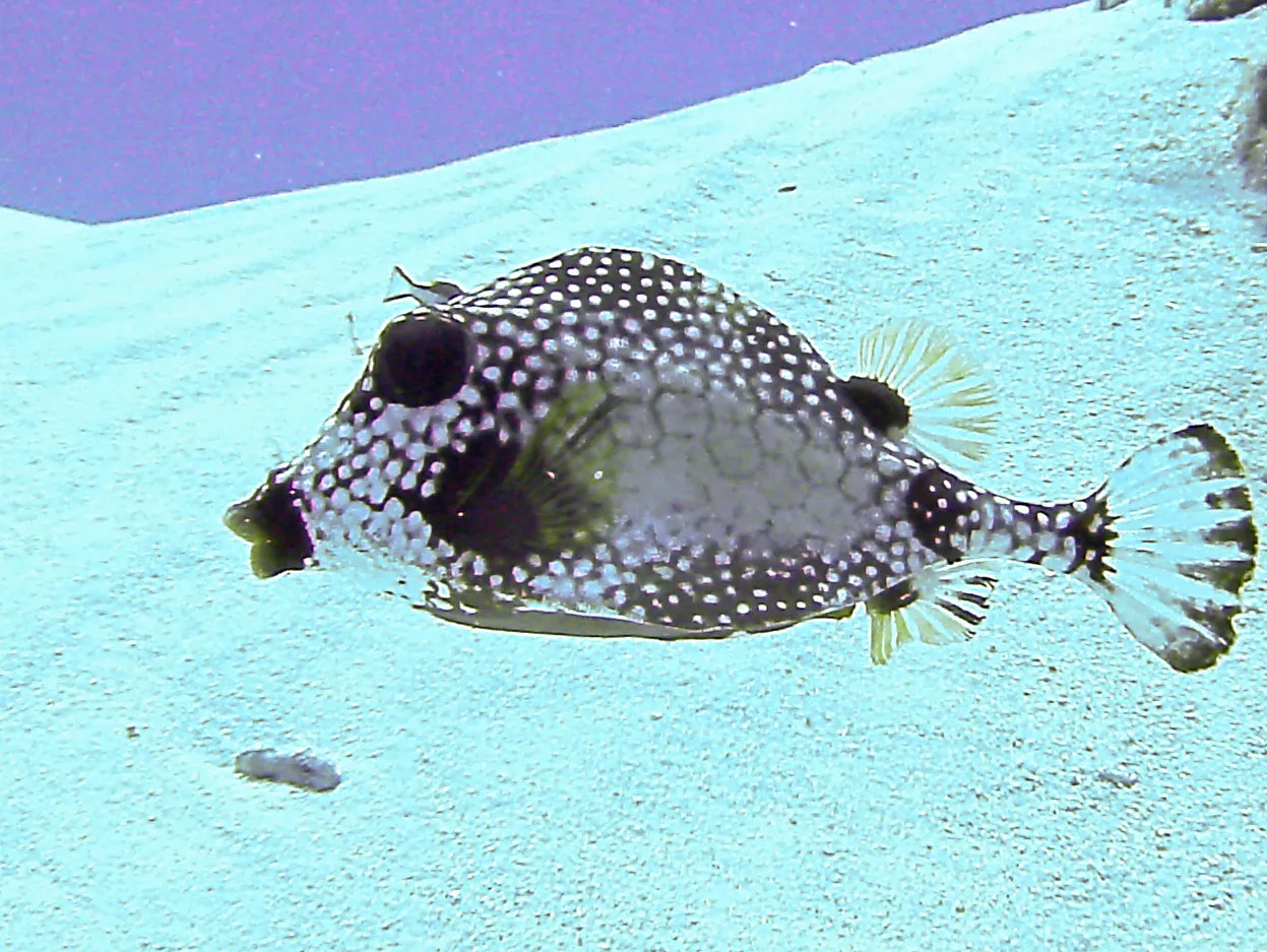 Smooth Trunkfish