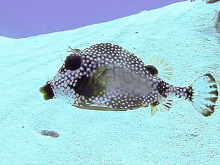 Smooth Trunkfish