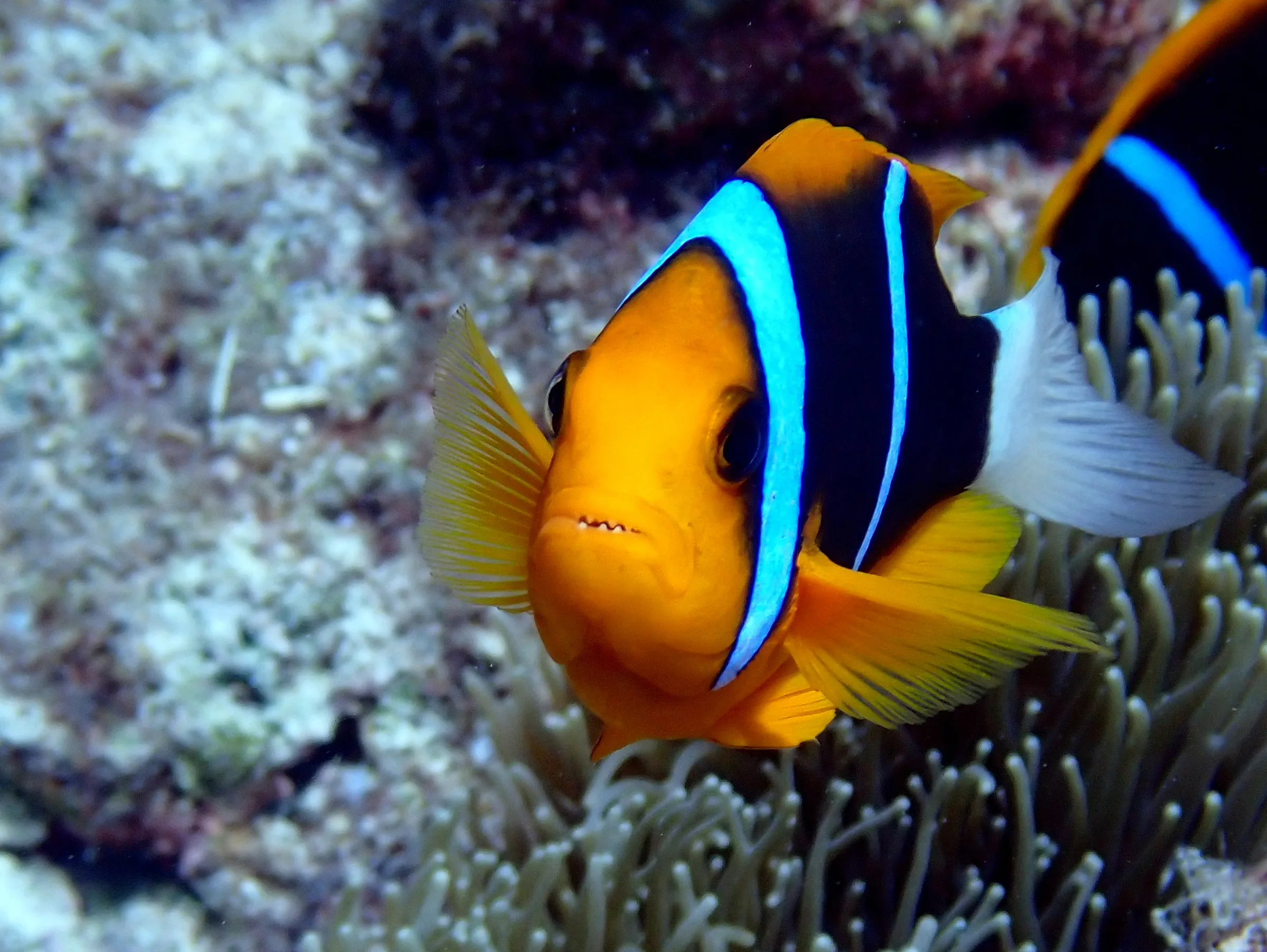 Palau underwater photograph, 2022