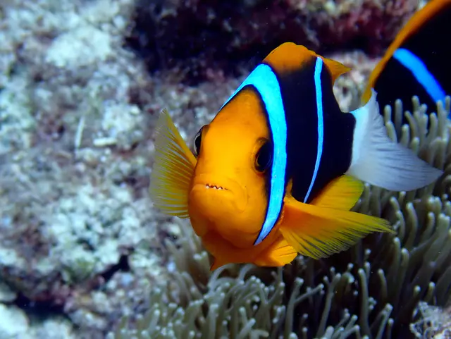 Underwater photograph by Joel Bergsma