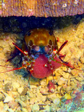 Underwater photograph by Joel Bergsma