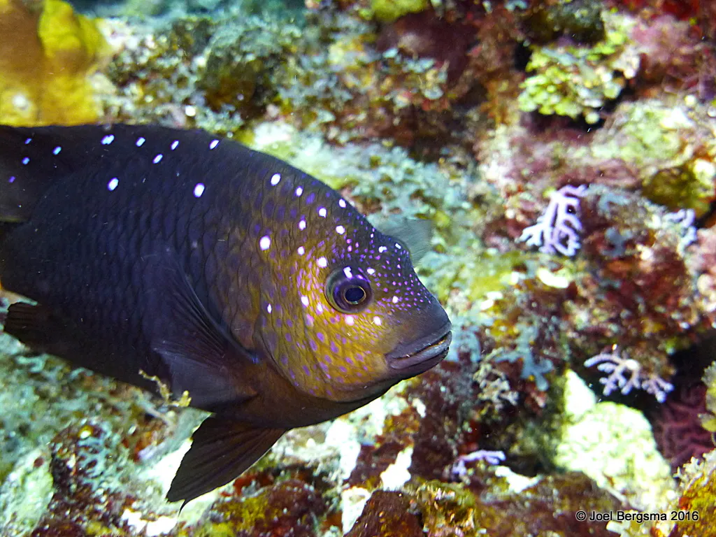 Yellowtail Damselfish, Cayman Islands, 2016