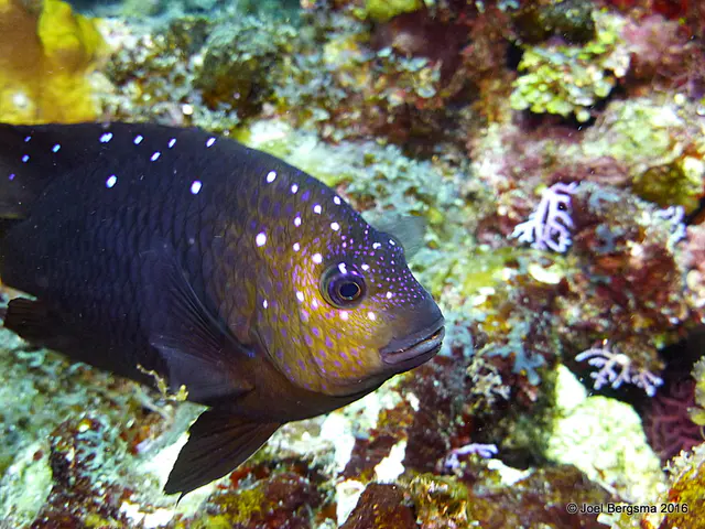Underwater photograph by Joel Bergsma