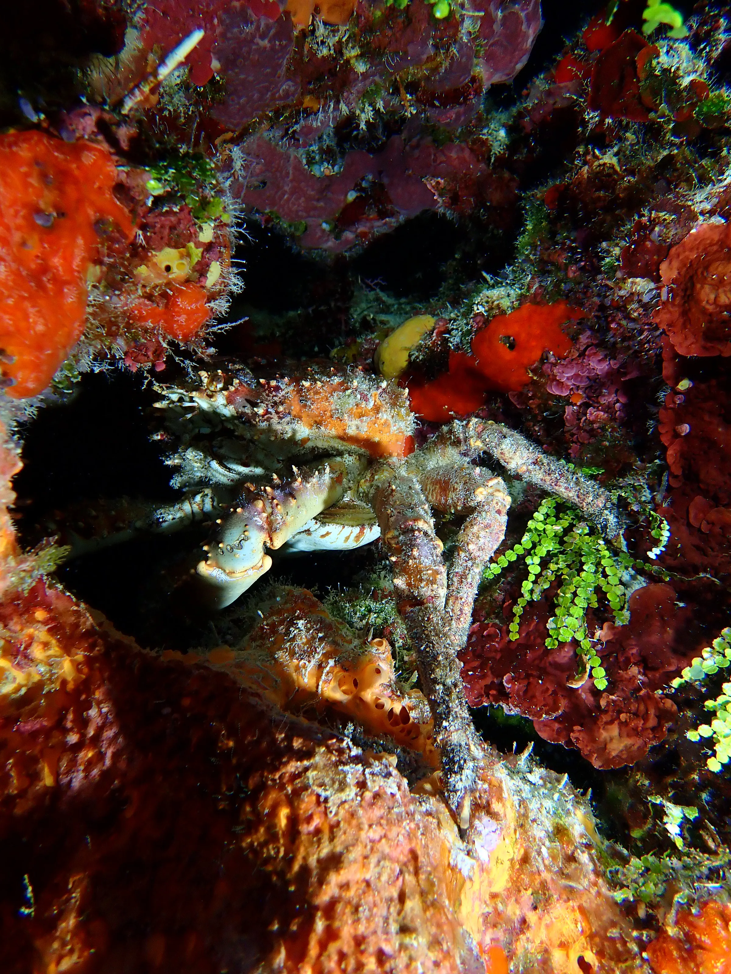 Cozumel underwater photograph, 2023