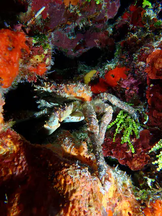 Underwater photograph by Joel Bergsma