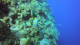 Queen Angelfish