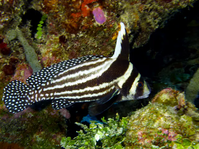 Underwater photograph by Joel Bergsma