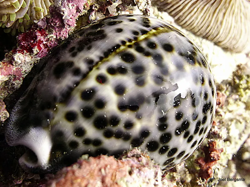 Cowrie, Philippines, 2017