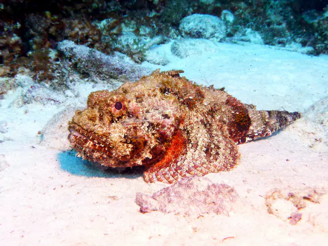 Underwater photograph by Joel Bergsma