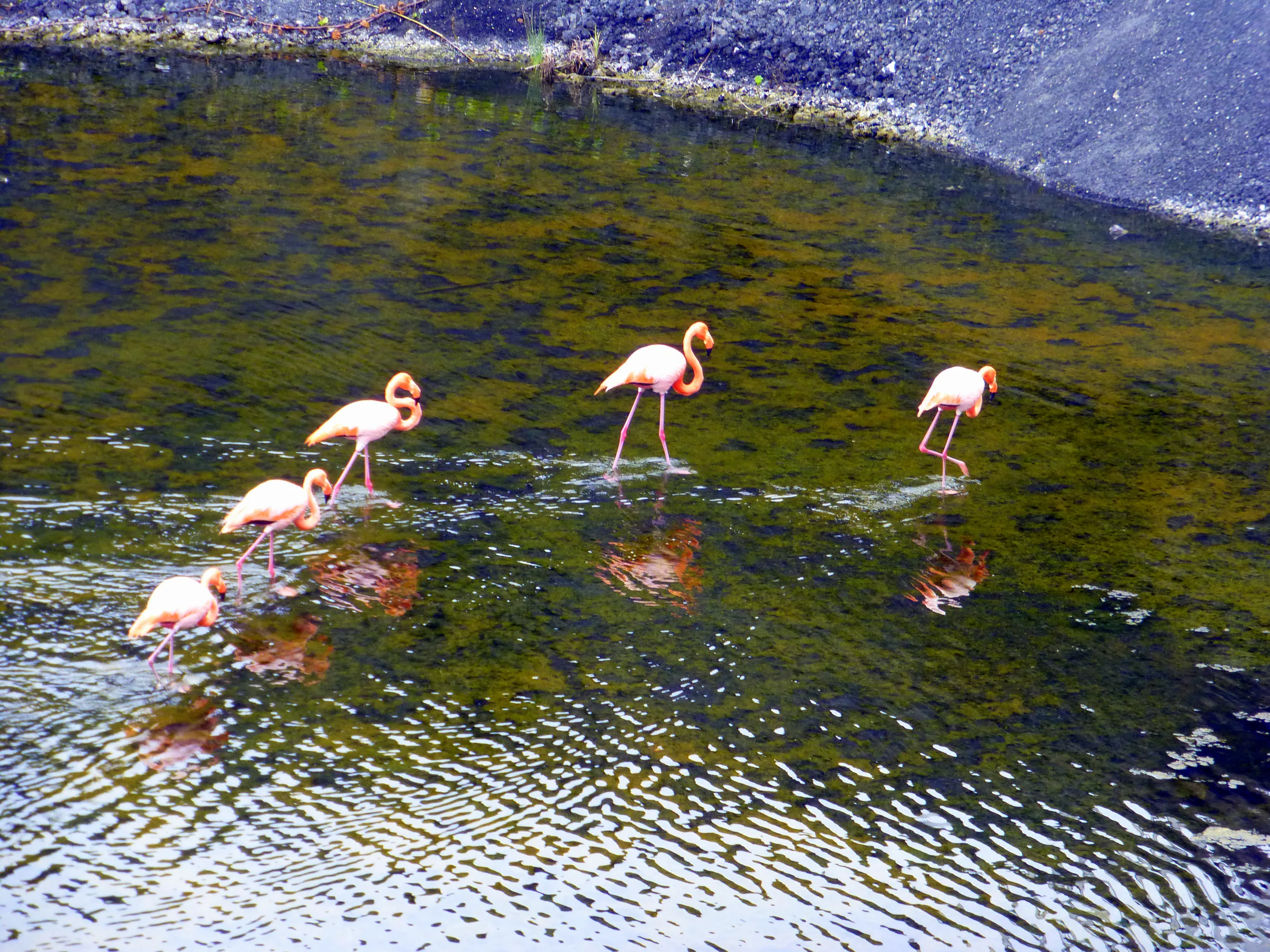 Flamingos.